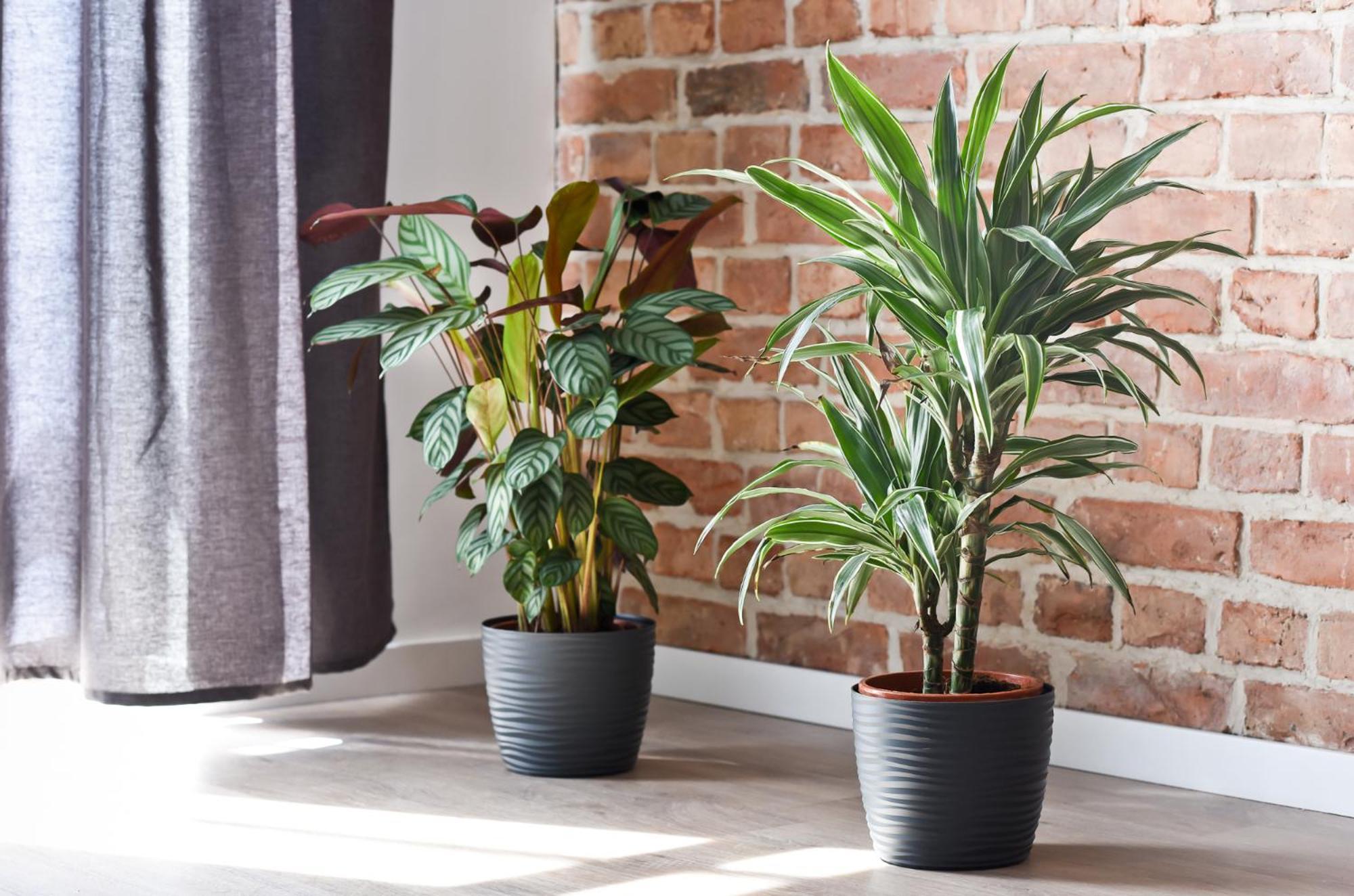 Apartment Garden